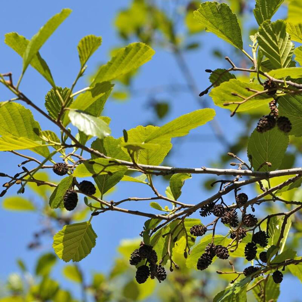 PanoramaPark_Bepflanzung_Alnus