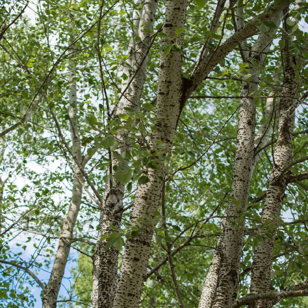 PanoramaPark_Bepflanzung_Populus