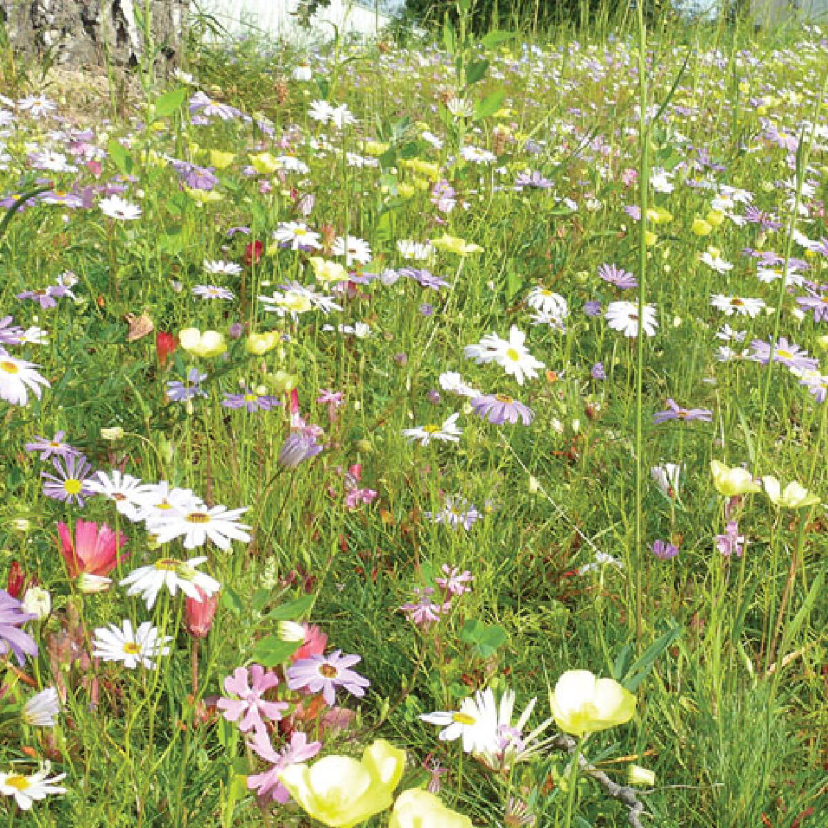 PanoramaPark_Bepflanzung_Blumenwiese